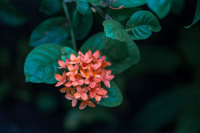 Close-up of red flowering plant in park