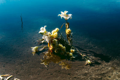 High angle view of flowering plant in sea