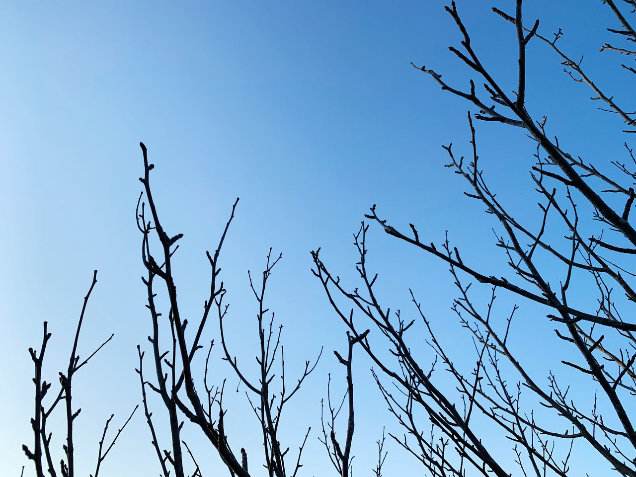 LOW ANGLE VIEW OF SILHOUETTE BARE TREE AGAINST BLUE SKY