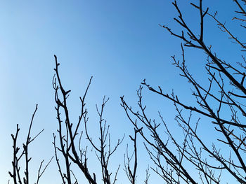 Low angle view of bare tree against clear blue sky