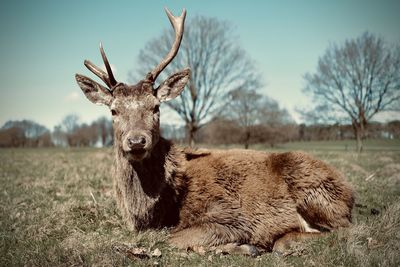 Landscape image of a deer on land