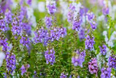 Close-up of purple flowering plants on field