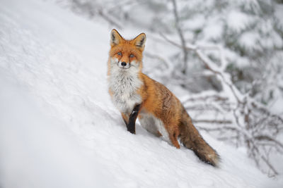 Fox walking on snow covered field