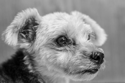 Close-up of dog looking away