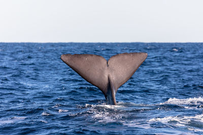 Close-up of swimming in sea against clear sky