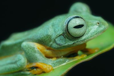 Close-up of frog on leaf against black background