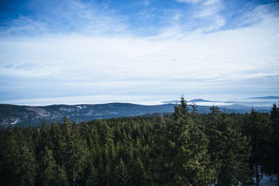 Plants growing on land against sky