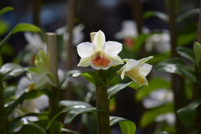 Close-up of white flowering plant