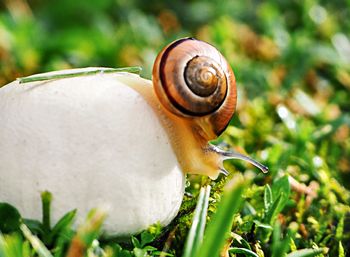 Close-up of snail on a plant