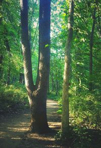 Trees in forest