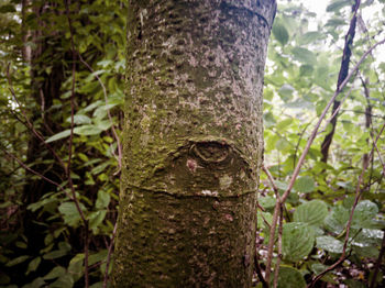 Close-up of lizard on tree trunk in forest