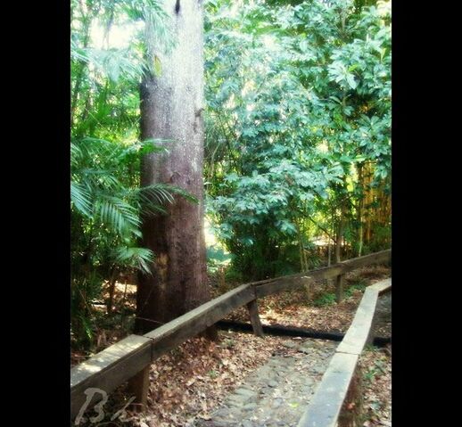 tree, growth, plant, nature, forest, transportation, transfer print, day, tranquility, the way forward, green color, auto post production filter, tree trunk, indoors, no people, branch, sunlight, transparent, railing