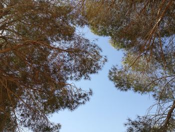 Low angle view of trees against sky