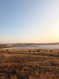 Scenic view of field against clear sky during sunset