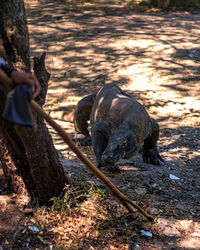 Elephant in a forest
