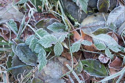 High angle view of plants