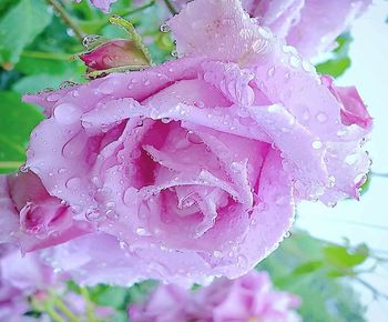 Close-up of water drops on pink rose flower