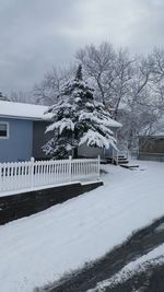 Snow covered trees in winter