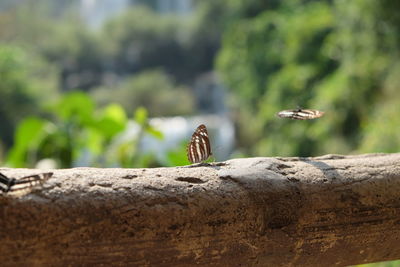 Close-up of butterfly on rock