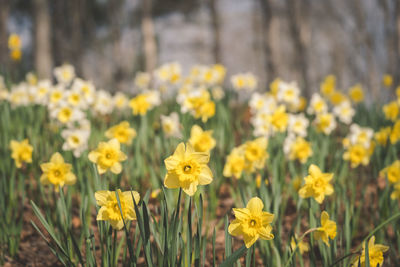 Close-up of yellow flowering plants on field