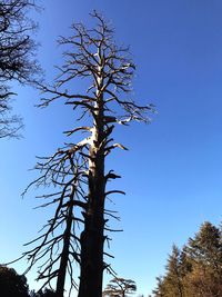 Low angle view of bare tree against clear blue sky