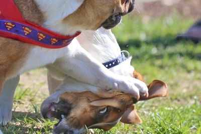 Dog lying on grass