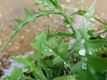 Close-up of plants