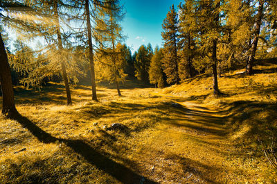 Trees in forest