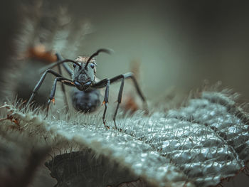 Close-up of spider