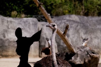 Close-up of bird perching on rock