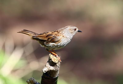 Close-up of bird perching