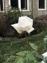 Close-up of white rose