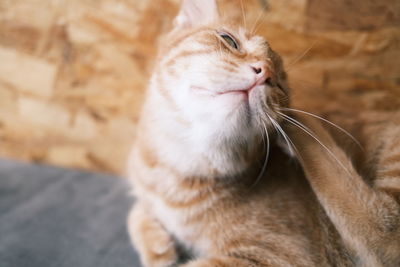 Close-up of a cat with eyes closed
