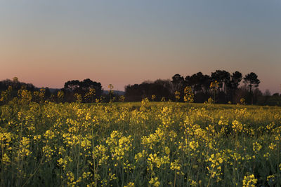 Scenic view of oilseed rape field against sky