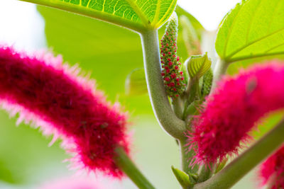 Close-up of pink flowering plant