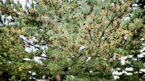 Low angle view of bird on tree against sky