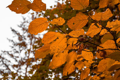 Low angle view of leaves on tree during autumn