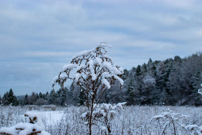 Trees on snow covered field against sky