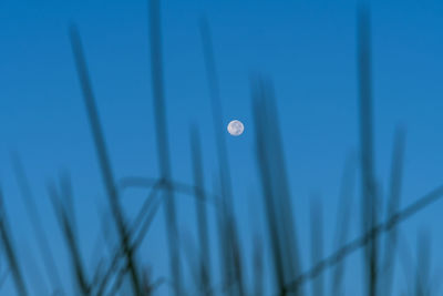 Low angle view of moon against blue sky at dusk