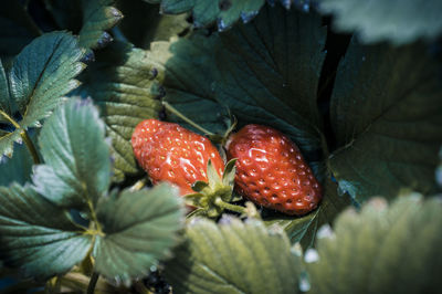 Close-up of red leaves