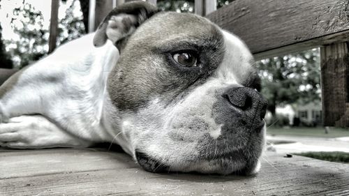 Close-up portrait of dog