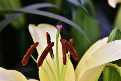 Close up view of lily stamen