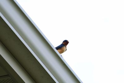 Low angle view of bird perching against clear sky