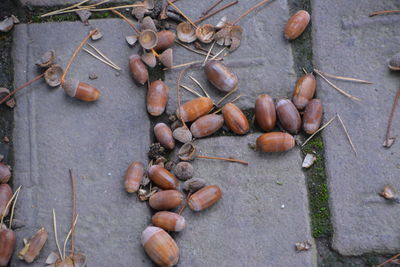 High angle view of fruits on dry leaves