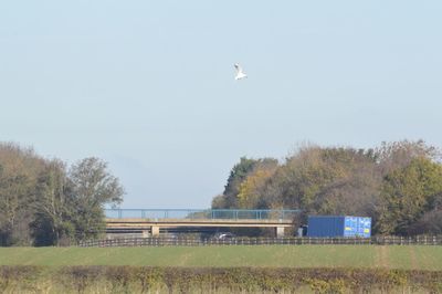 Bird flying over trees against sky