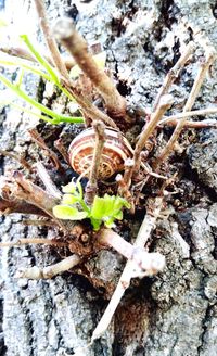 High angle view of tree trunk on field