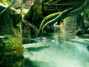 Trees in water