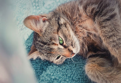 Pregnant cat laying down on the carpet indoors, hiding behind a curtain to find place to give birth