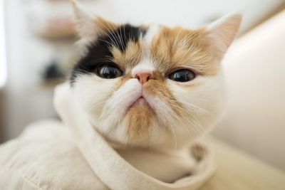 Close-up portrait of a cat