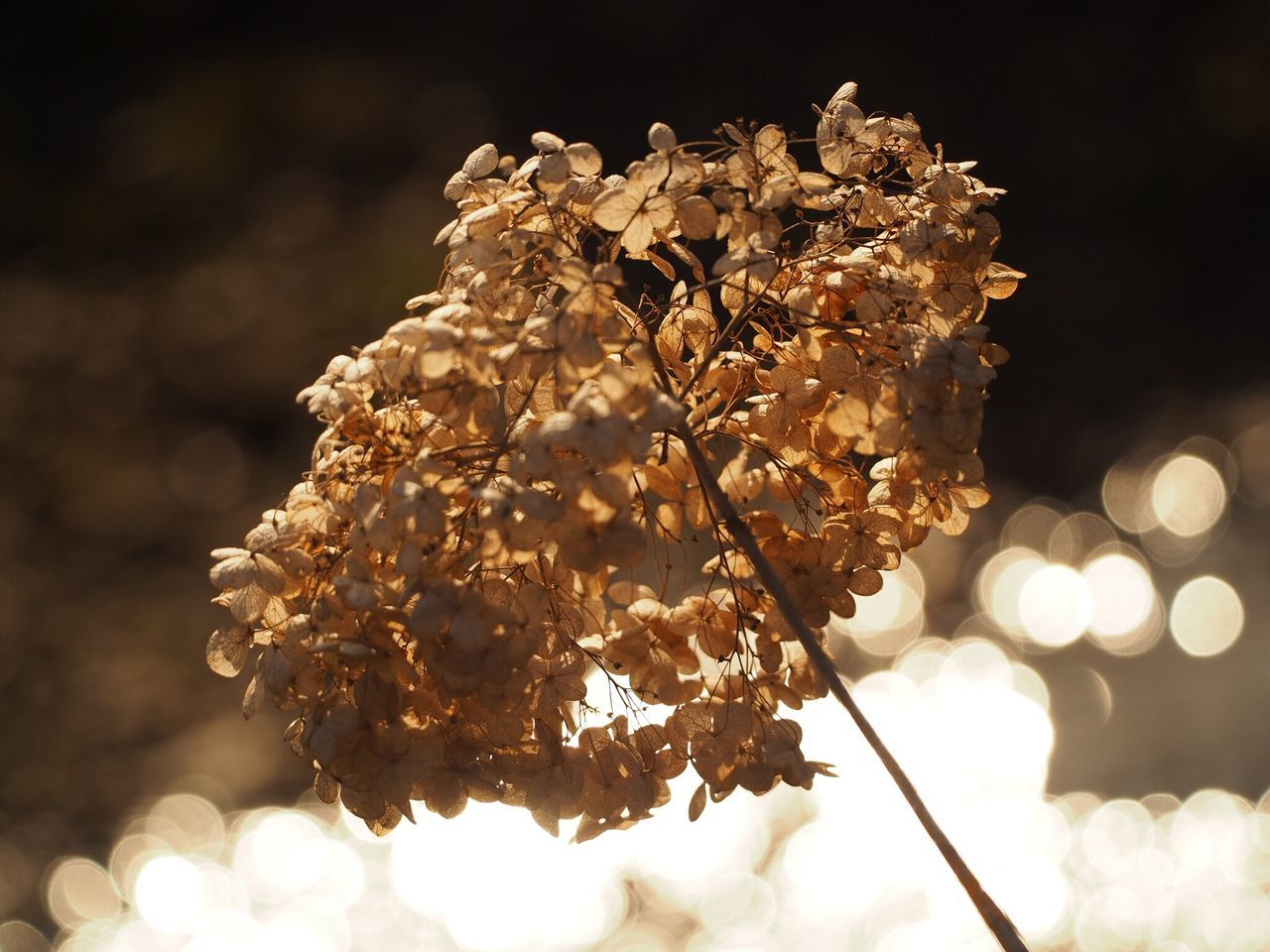 branch, night, growth, close-up, nature, focus on foreground, tree, low angle view, beauty in nature, fragility, flower, twig, outdoors, illuminated, freshness, no people, selective focus, tranquility, season, plant